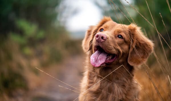 (import) Resource Hero Image - travel-with-emotional-support-dog-2